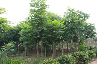 百草園苗木銷售中心 供應(yīng)優(yōu)質(zhì)6m欒樹(shù) 防護(hù)樹(shù) 優(yōu)質(zhì)欒樹(shù) 行道樹(shù) 欒樹(shù)苗 綠化苗木 欒樹(shù)供應(yīng) 欒樹(shù)價(jià)格圖片_高清圖_細(xì)節(jié)圖-沭陽(yáng)縣百草園苗木銷售中心