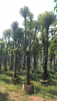 香樟樹(shù)_貴州10公分香樟樹(shù)苗木種植基地