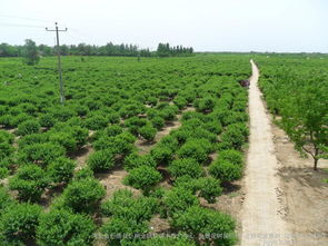 河北綠化苗木金銀花樹(shù)價(jià)格綠化樹(shù)苗金銀花樹(shù)批發(fā)圖片 高清圖 細(xì)節(jié)圖 河北省巨鹿縣巨翔金銀花苗木推廣中心,金銀花樹(shù)苗價(jià)格,金銀花盆景樹(shù),四季樹(shù)形金銀花 Hc360慧聰網(wǎng)