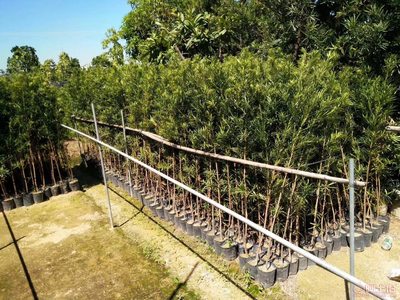 【羅漢松培養(yǎng)基地、羅漢松小苗直銷、質(zhì)優(yōu)價廉】綠化苗木,價格,廠家,供應(yīng)商,花木,龍海市東泗興輝園藝場 - 產(chǎn)品庫