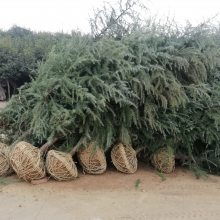 綠化苗木精品工程6米雪松價格行情苗圃實(shí)拍視頻電話看貨4m5m6米雪松價格圖片大全 南京市浦口天昱生態(tài)苗木場