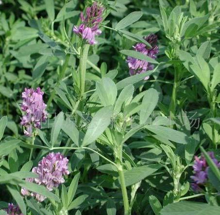 牧草種子普那菊苣、蘇丹草、苦買(mǎi)菜、毛苕子、(圖)