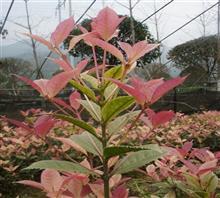 【南京新產(chǎn)品五彩桂花苗、鴻林苗木(圖)、五彩桂花圖片】價(jià)格,廠家,圖片,工程承包,常州鴻林苗木專業(yè)合作社chun銷售部-中國行業(yè)信息網(wǎng)