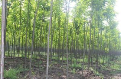 10畝地農(nóng)村小伙放棄耕田種速生樹,年底收入100萬讓村民看紅了眼