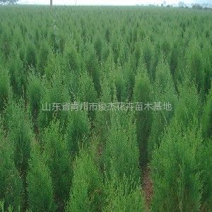 保定榆樹苗木基地、保定榆樹苗木批發(fā)、榆樹苗木價格-常青苗木--產(chǎn)品大全--E路網(wǎng)