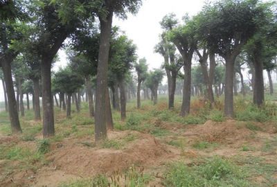 35公分國槐 35公分國槐價格_農副產品_世界工廠網(wǎng)