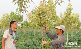 博野 苗木產業(yè)年產值超5億 帶動5萬戶村民增收致富