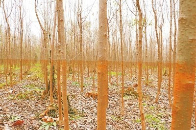 地方政府扶持行洪區(qū)種樹 泄洪后導致萬畝苗木枯死