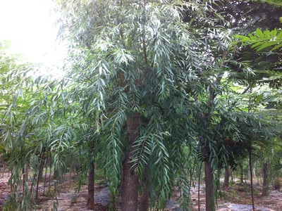 山東萬(wàn)畝苗木大量出售西湖垂柳-山東萬(wàn)畝苗木培育基地提供山東萬(wàn)畝苗木大量出售西湖垂柳的相關(guān)介紹、產(chǎn)品、服務(wù)、圖片、價(jià)格13-14公分紅葉碧桃樹苗、5公分龍柱碧桃價(jià)格、3公分菊花碧桃小苗、8公分法桐基地、速生白蠟樹苗、山東國(guó)槐樹基地、