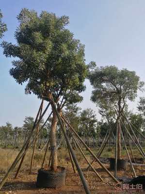 【全冠香樟袋苗供應(yīng)、種植基地直銷(xiāo)、價(jià)格實(shí)惠】綠化苗木,價(jià)格,廠(chǎng)家,供應(yīng)商,花木,龍海市東泗興輝園藝場(chǎng) - 產(chǎn)品庫(kù)