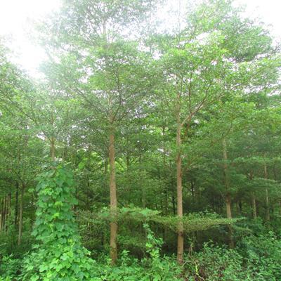 【急 急 急 8000棵步步高(發(fā)財樹)風景樹急需銷售】批發(fā),供應(yīng),價格,廠家,雙魚和玉-中國惠農(nóng)網(wǎng)
