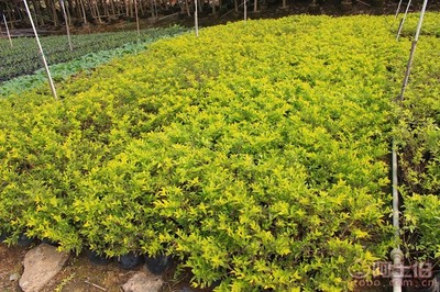 【黃金葉種植基地、基地直銷、質(zhì)優(yōu)價廉】綠化苗木,價格,廠家,供應(yīng)商,花木,龍海市東泗興輝園藝場 - 產(chǎn)品庫