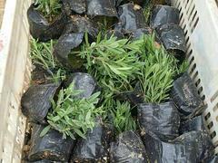 專業(yè)種植熏衣草--濰坊品質(zhì)好的熏衣草·廠家直銷圖片|專業(yè)種植熏衣草--濰坊品質(zhì)好的熏衣草·廠家直銷產(chǎn)品圖片由青州市洺瑜花卉苗木家庭農(nóng)場(chǎng)公司生產(chǎn)提供-