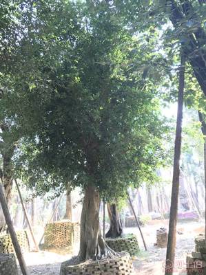【小葉榕苗木直轄、品質(zhì)保證、最新報(bào)價(jià)】綠化苗木,價(jià)格,廠家,供應(yīng)商,花木,龍海市東泗興輝園藝場(chǎng) - 產(chǎn)品庫(kù)