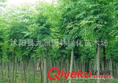 批發(fā)華山松,羅漢松,雪松,規(guī)格全,貨源足。-沭陽(yáng)縣九洲園林綠化苗木場(chǎng)提供批發(fā)華山松,羅漢松,雪松,規(guī)格全,貨源足。的相關(guān)介紹、產(chǎn)品、服務(wù)、圖片、價(jià)格沭陽(yáng)縣九洲園林綠化苗木場(chǎng)、花卉苗木;苗木種子;景觀木屋