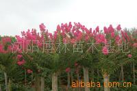 【綠化設計圖中的喬木與灌木之分】價格、產(chǎn)品供應,綠化設計圖中的喬木與灌木之分廠家批發(fā)-1024商務網(wǎng)
