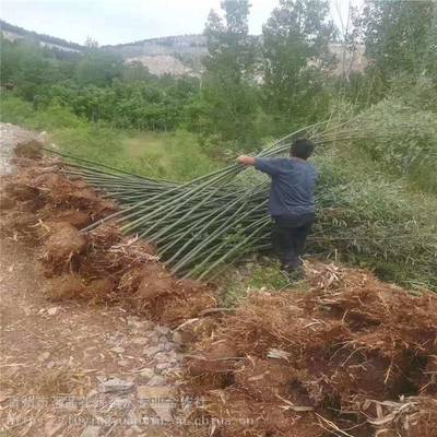 主營產(chǎn)品:花卉租擺、工廠綠化工程、各種綠化苗木、花卉基地直銷
