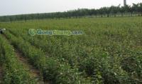 供應(yīng)小草優(yōu)質(zhì)蘋果苗,無病蘋果苗管理,短枝富士蘋果,蘋果苗木,嘎啦蘋果苗,優(yōu)質(zhì)蘋果苗木,首富一號蘋果苗,萊州小草溝園藝場供30多種優(yōu)質(zhì)蘋果苗_紡織、皮革_世界工廠網(wǎng)中國產(chǎn)品信息庫