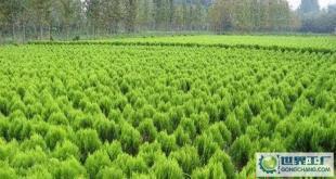 苗木-花木、柏球、花柏球、蜀檜球、大葉黃楊_農(nóng)副產(chǎn)品_世界工廠網(wǎng)中國產(chǎn)品信息庫