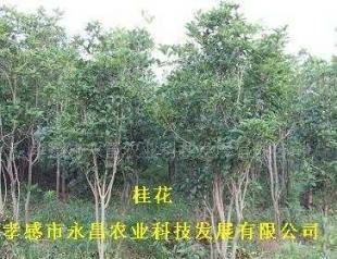 供應(yīng)孝感市永昌農(nóng)業(yè)科技發(fā)展批發(fā)綠化苗木桂花_農(nóng)副產(chǎn)品_世界工廠網(wǎng)中國(guó)產(chǎn)品信息庫