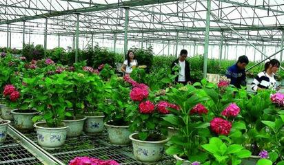 江西:九江縣做大苗木花卉產(chǎn)業(yè)“蛋糕”