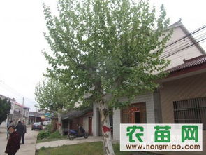 法桐價格 法桐信息 南京發(fā)桐信息指導價 法桐價格 法桐信息 南京發(fā)桐信息廠商 法桐價格 法桐信息 南京發(fā)桐信息廠商 圖 盡在農(nóng)苗網(wǎng) 南京青蓮苗木場