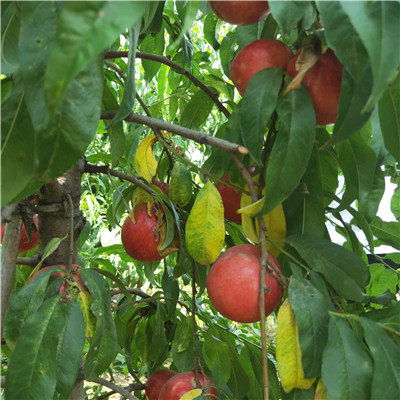 自產(chǎn)自銷(xiāo)岱妃桃樹(shù)苗 桃樹(shù)苗根系發(fā)達(dá)